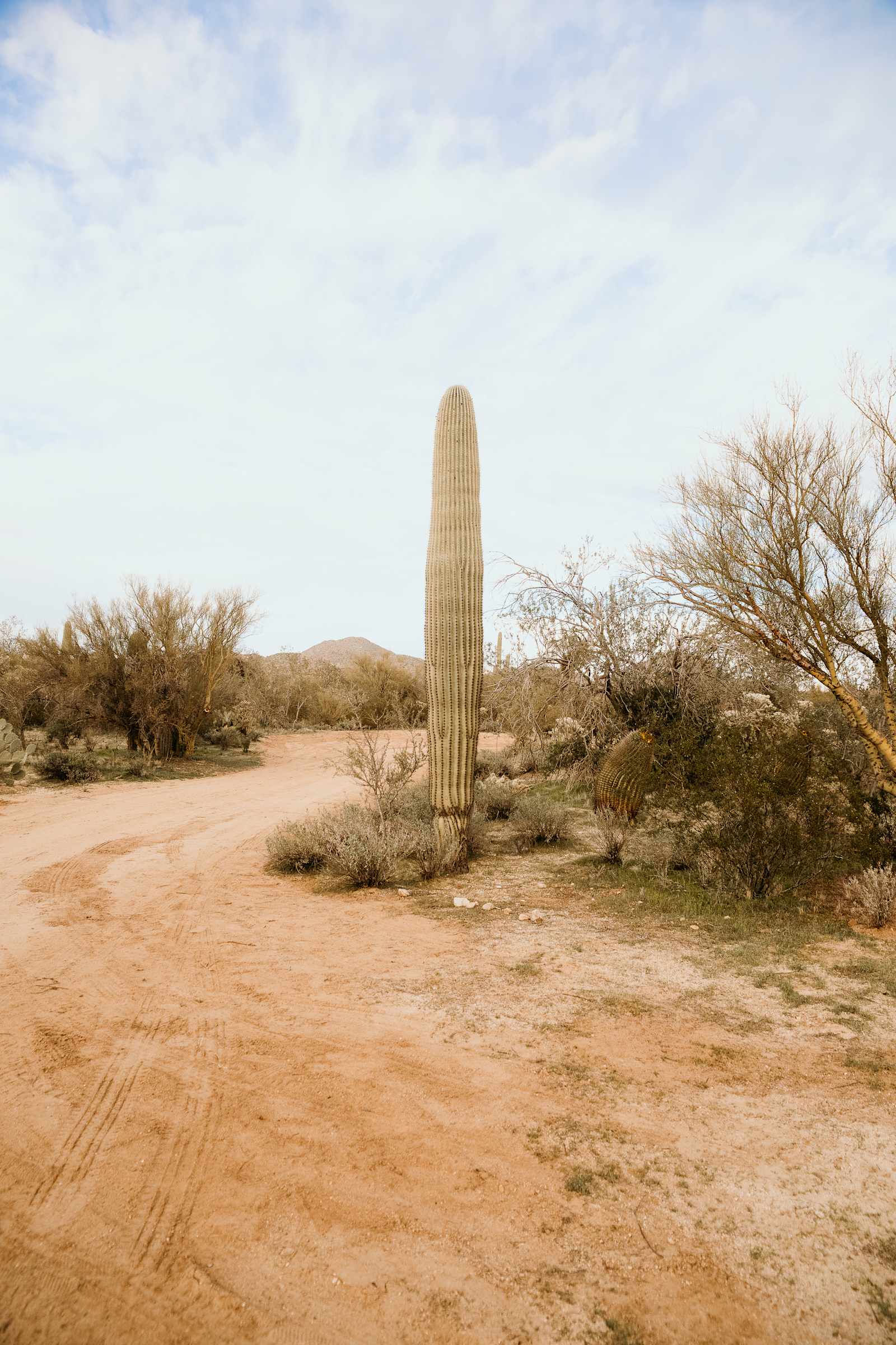 Wild Burro Desert Retreat - Marana, Arizona - glamping.directory