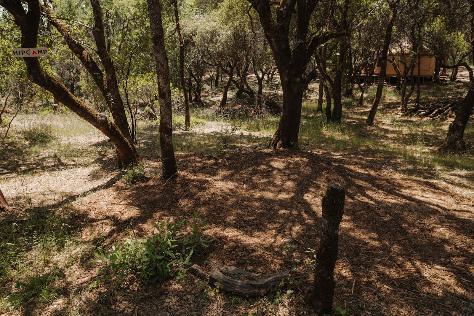 Oracle Oak - Nevada City, California - glamping.directory
