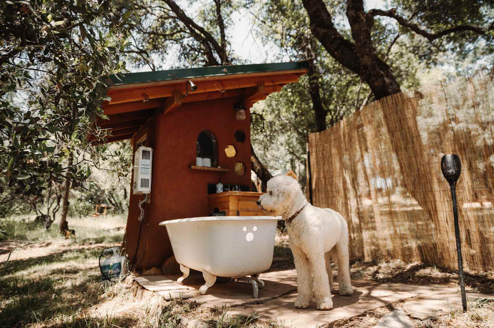 Oracle Oak - Nevada City, California - glamping.directory