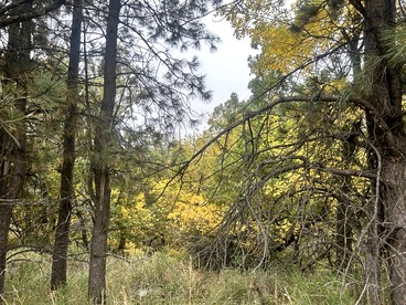 Spacious Cabin with Fire Pit, Perfect for a Family Getaway to Custer State Park - Sturgis, South Dakota - glamping.directory