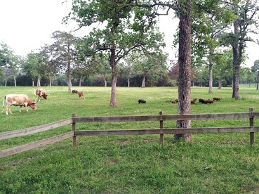 Simple and Cozy Cabin Rental on Private Ranch Retreat near Austin, Texas - Waelder, Texas - glamping.directory