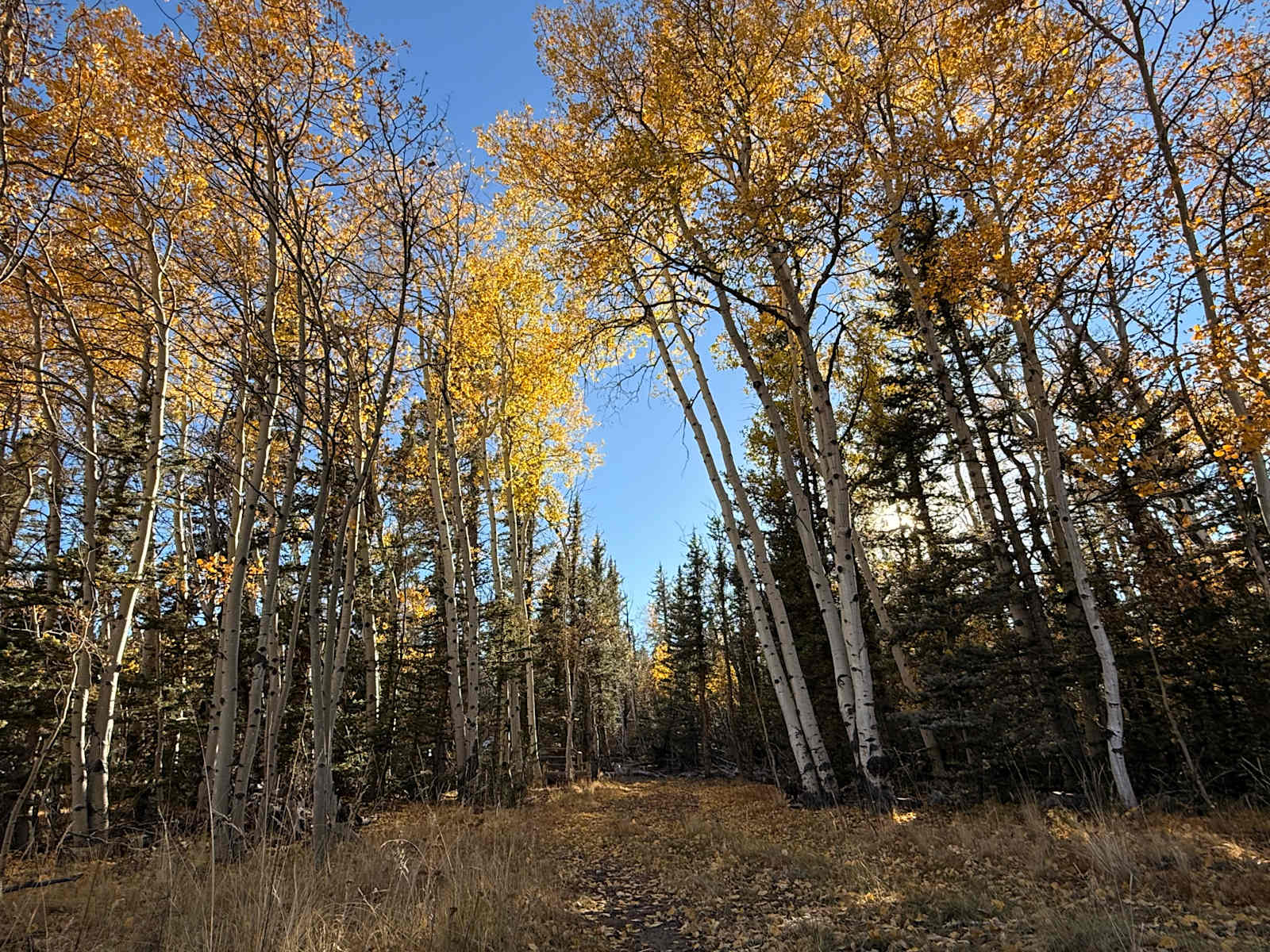 Camp Pronghorn - glamping.directory