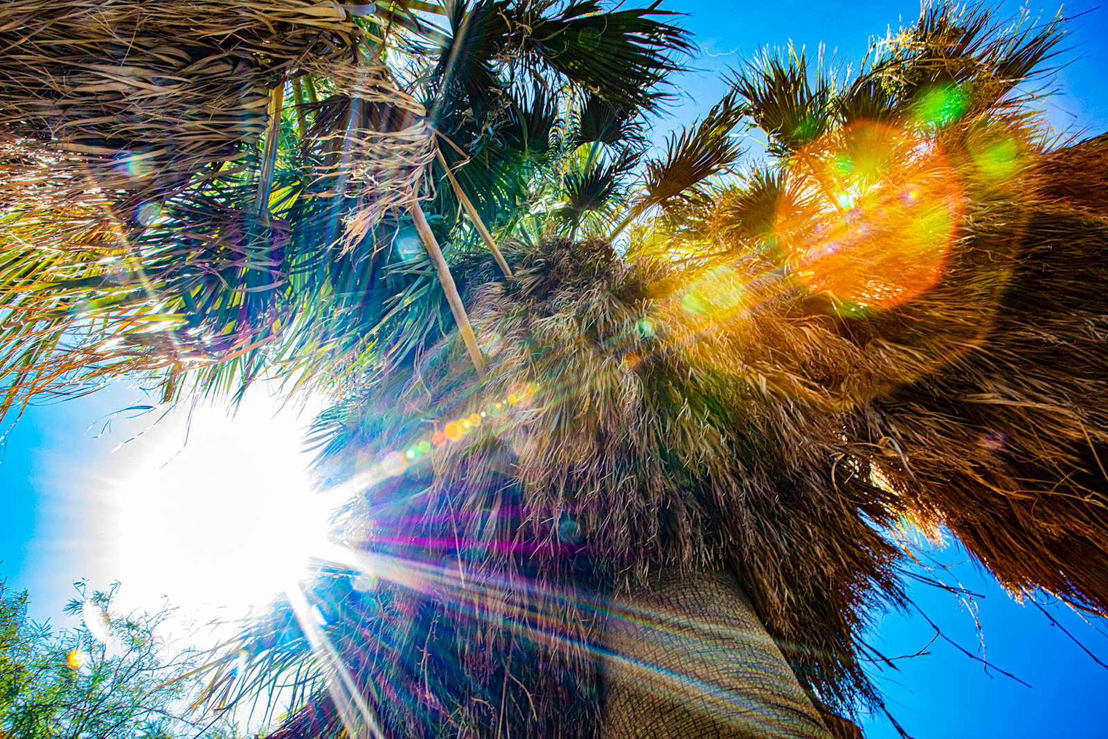 DragonflyHill Desert Farm - Desert Hot Springs, California - glamping.directory