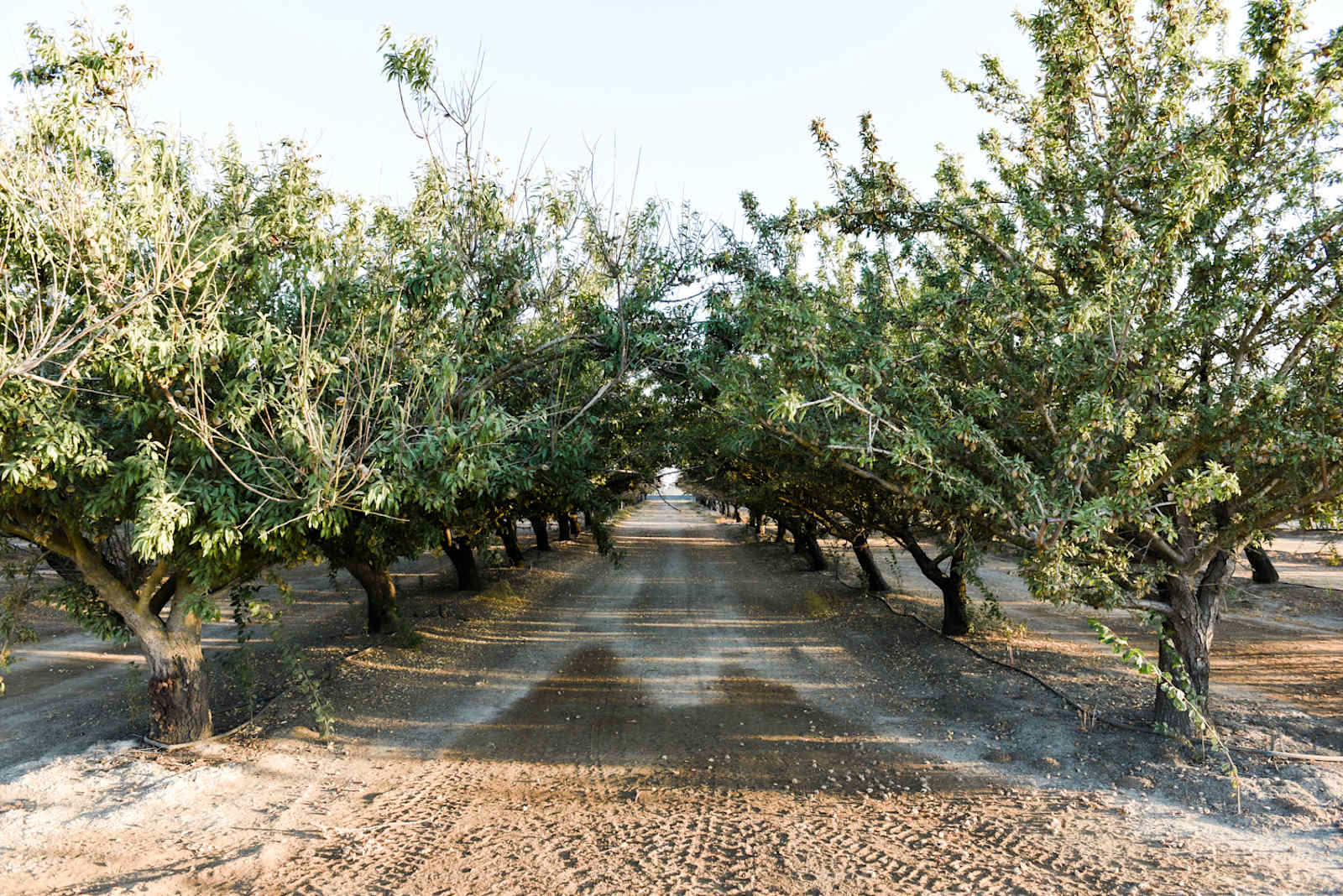 Stars + Mt. Diablo + Farm RV Pad - Stockton, California - glamping.directory