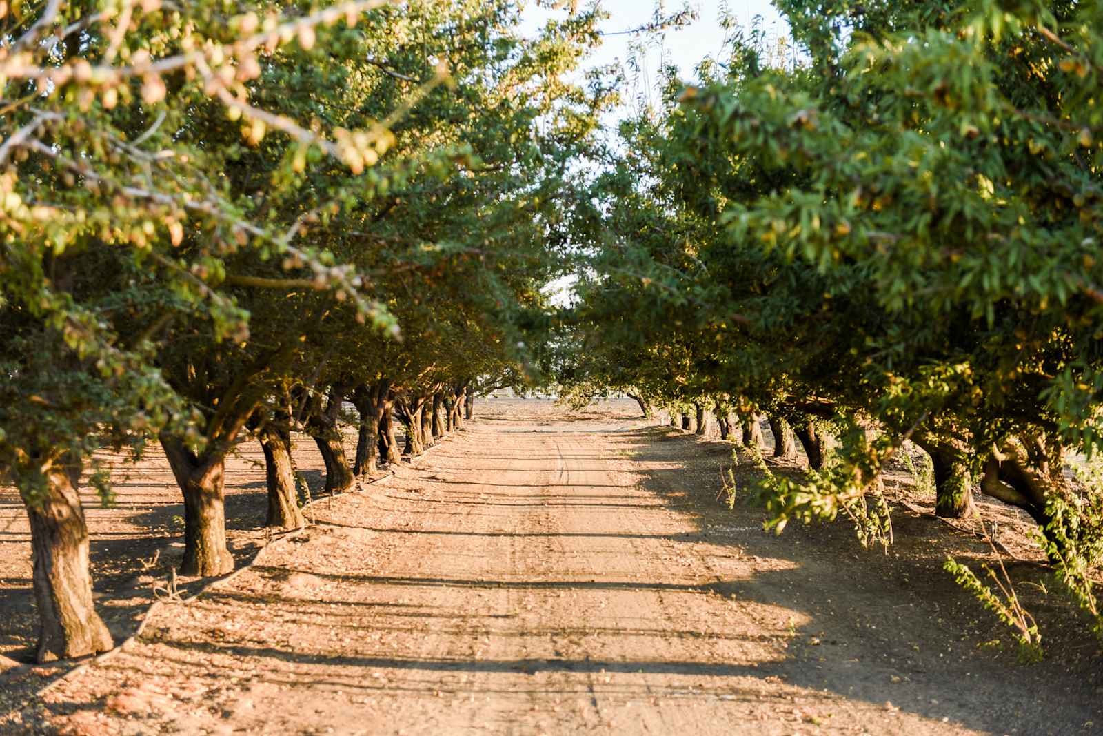 Stars + Mt. Diablo + Farm RV Pad - glamping.directory
