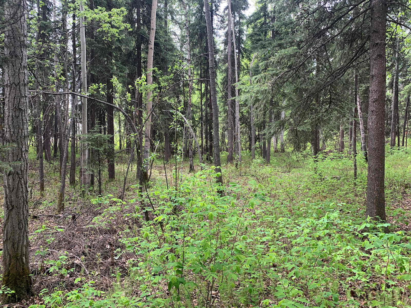 Sven's Basecamp Hostel - Fairbanks, Alaska - glamping.directory