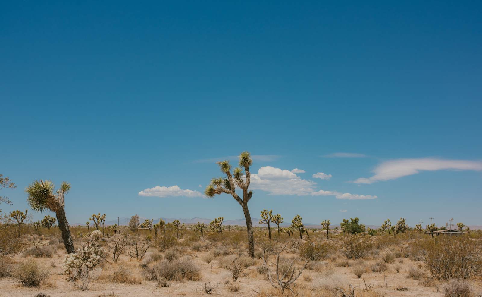 Caribbean Mojave Escape - Yucca Valley, California - glamping.directory