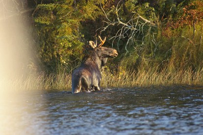 Lakefront Cabin on Oxbow Lake in Wisconsin's Last Wilderness, Presque Isle - Presque Isle, Wisconsin - glamping.directory