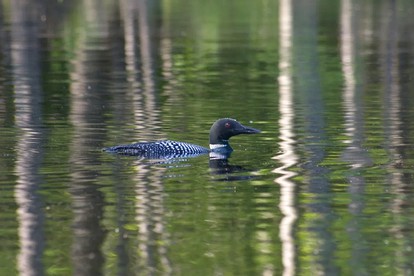 Lakefront Cabin on Oxbow Lake in Wisconsin's Last Wilderness, Presque Isle - Presque Isle, Wisconsin - glamping.directory