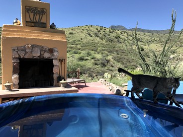 Peaceful Vacation Suite Rental Overlooking Mescal Canyon in Clarkdale, Arizona - Clarkdale, Arizona - glamping.directory