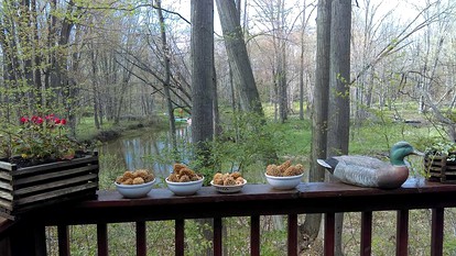 Cabin Surrounded by Sublime Nature near Lake Huron, Michigan - Port Austin, Michigan - glamping.directory