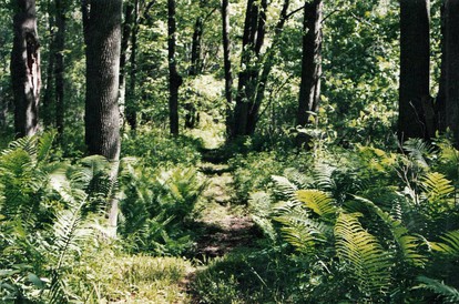 Cabin Surrounded by Sublime Nature near Lake Huron, Michigan - Port Austin, Michigan - glamping.directory